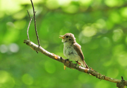 juveniler Zwergschnäpper