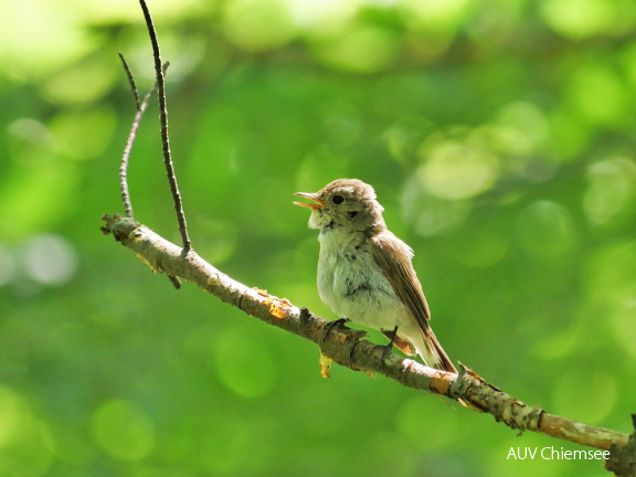 juveniler Zwergschnäpper