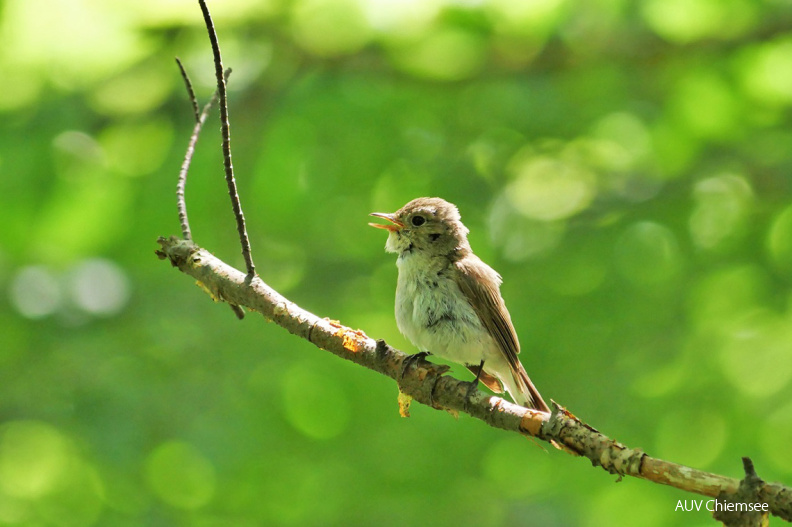 juveniler Zwergschnäpper
Mit einem Klick! zur Fotogeschichte mit weiteren Bildern
Kampenwandgebiet/ 10. Juli 2021 / Foto: Johannes Almer
AktNatBeo-210710-ja-01_Juveniler-Zwergschnaepper-1140pix.jpg
