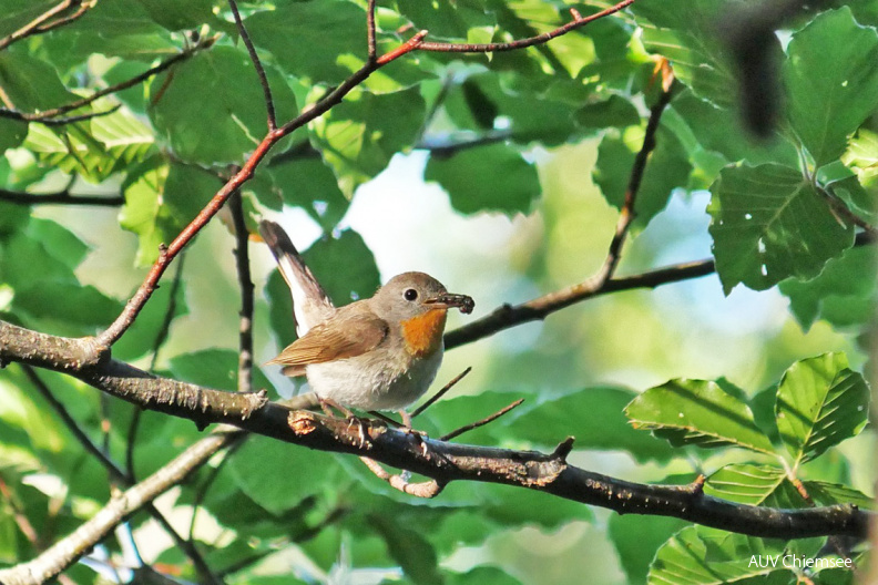 Zwergschnäpper
Mit einem Klick! zur Fotogeschichte mit weiteren Bildern
Kampenwandgebiet/ 10. Juli 2021 / Foto: Johannes Almer
AktNatBeo-210710-ja-02_Zwergschnaepper-1140pix.jpg