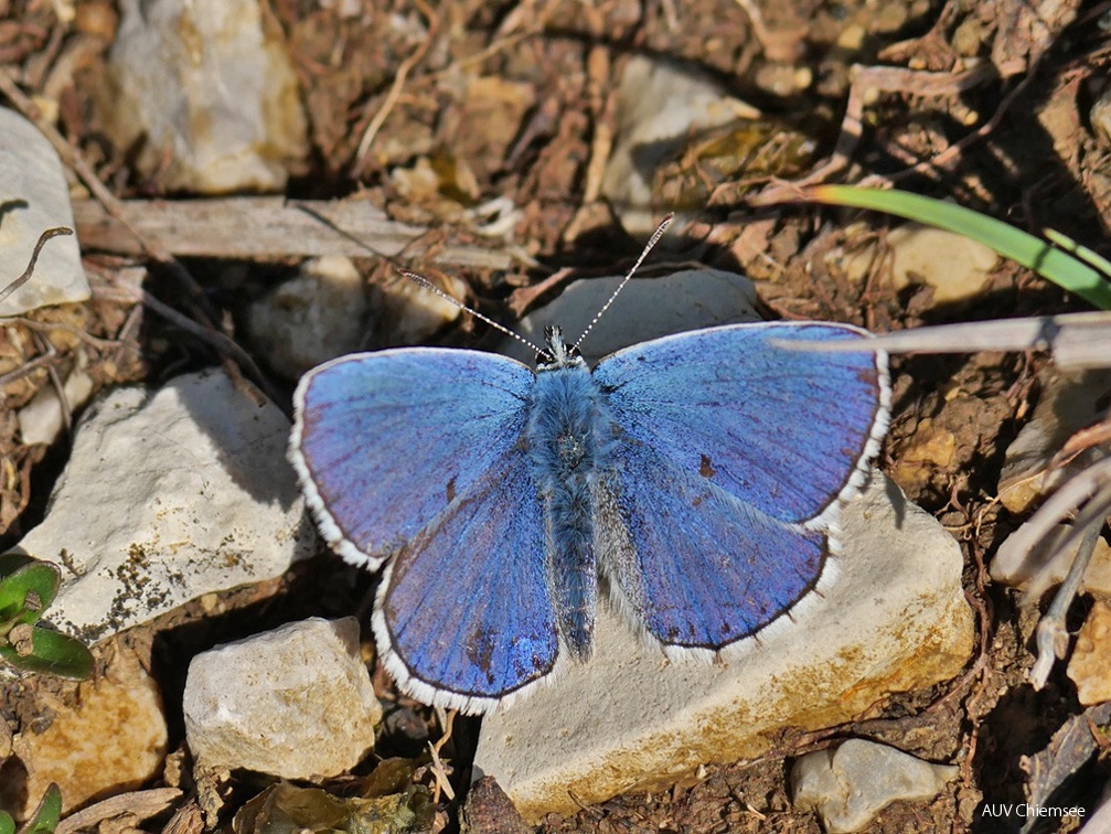 Himmelblauer Bläuling