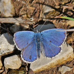 Himmelblauer Bläuling