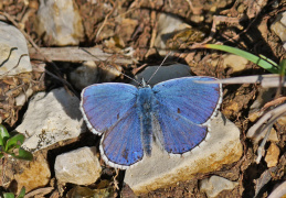 Himmelblauer Bläuling