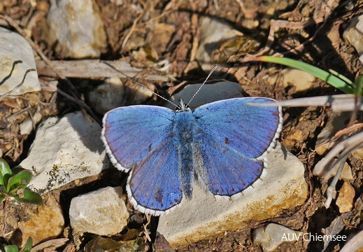 Himmelblauer Bläuling