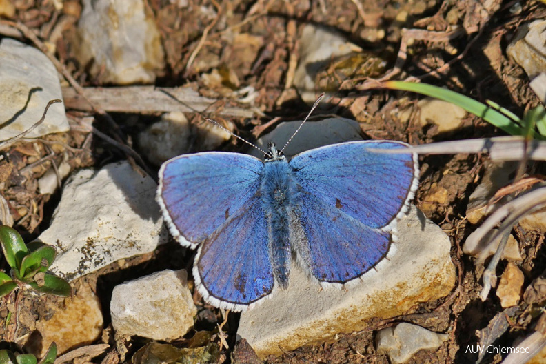 AktNatBeo-210710-ja-06_Himmelblauer-Blaeuling-1140pix.jpg