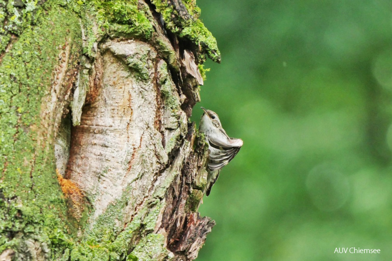 Gartenbaumläufer
Mit einem Klick! zur Fotogeschichte mit weiteren Bildern
Schafwaschener Bucht / 18. Juli 2021 / Foto: Johannes Almer
AktNatBeo-210718-ja-07_Gartenbaumlaeufer.jpg