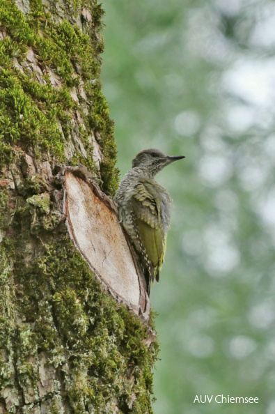 Grünspecht
Mit einem Klick! zur Fotogeschichte mit weiteren Bildern
Schafwaschener Bucht / 18. Juli 2021 / Foto: Johannes Almer
AktNatBeo-210718-ja-03_Gruenspecht.jpg