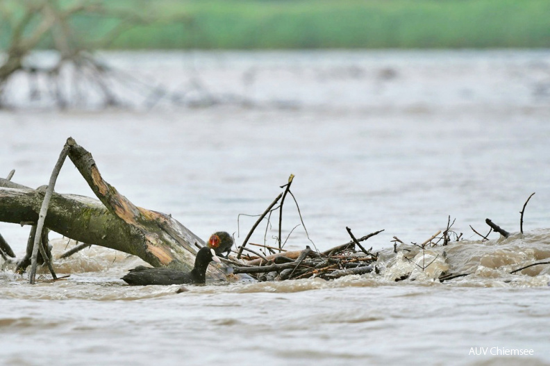 Blässhuhn
Mit einem Klick! zur Fotogeschichte mit weiteren Bildern
Schafwaschener Bucht / 18. Juli 2021 / Foto: Johannes Almer
AktNatBeo-210718-ja-15_Blaesshuhn.jpg