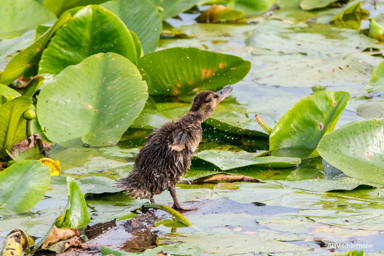 Entenkücken schüttelt sich den Schreck aus den Federn
Mit einem Klick! zur Fotogeschichte mit weiteren Bildern
Beobachtungsturm Hirschauer Bucht / 16. Juli 2021 / Foto: Thomas Alberer
AktNatBeo-210716-ta-14_HB_Entenkuecken_schuettelt_sich_den_Schreck_aus_den_Federn_21-07-16.jpg