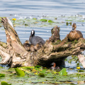 nach dem Schreck - ein Gruppenbild mit Freunden