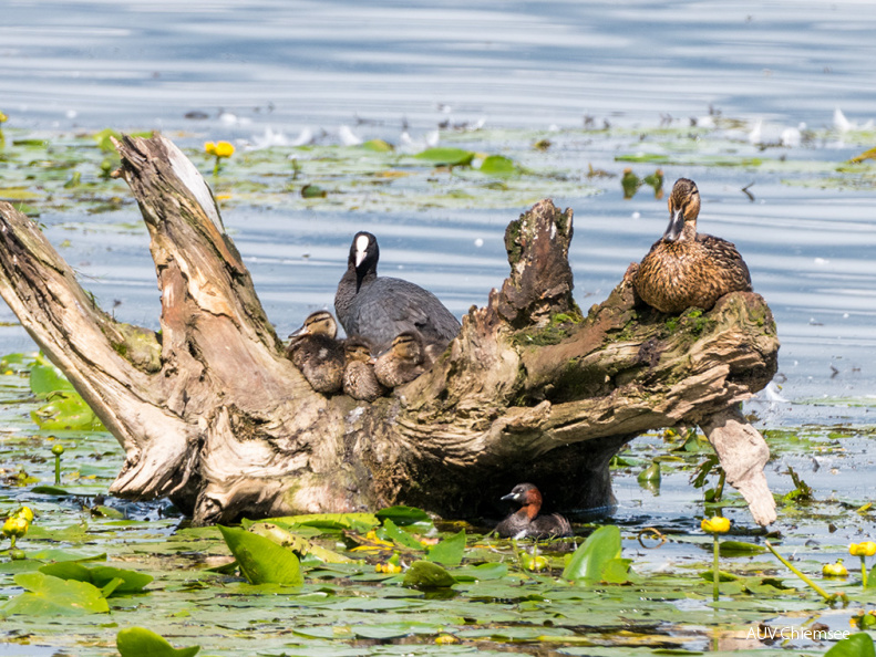 nach dem Schreck - ein Gruppenbild mit Freunden