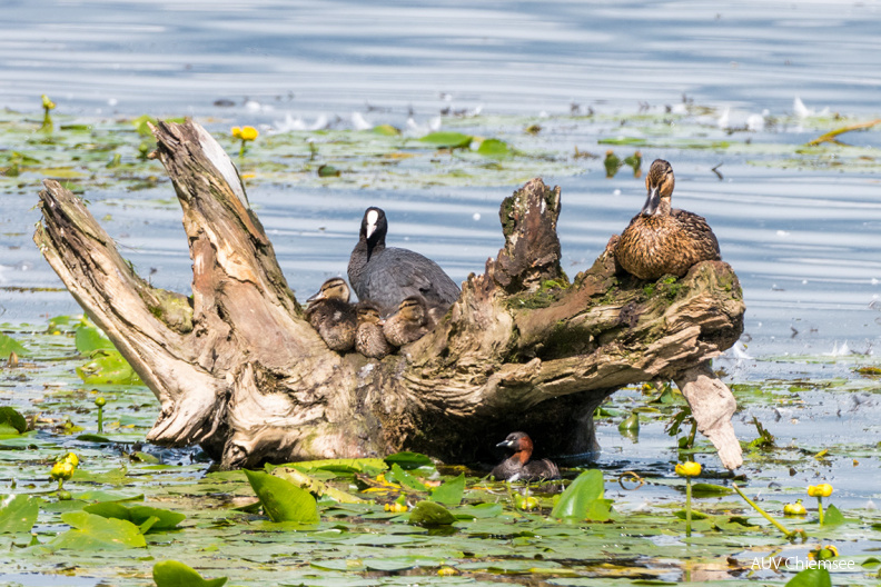 nach dem Schreck - ein Gruppenbild mit Freunden
Mit einem Klick! zur Fotogeschichte mit weiteren Bildern
Beobachtungsturm Hirschauer Bucht / 16. Juli 2021 / Foto: Thomas Alberer
AktNatBeo-210716-ta-15_HB_Nach_dem_Schreck_ein_Gruppenbild_mit_Freunden_21-07-16.jpg