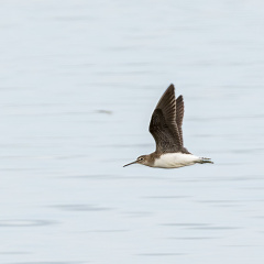 Waldwasserläufer