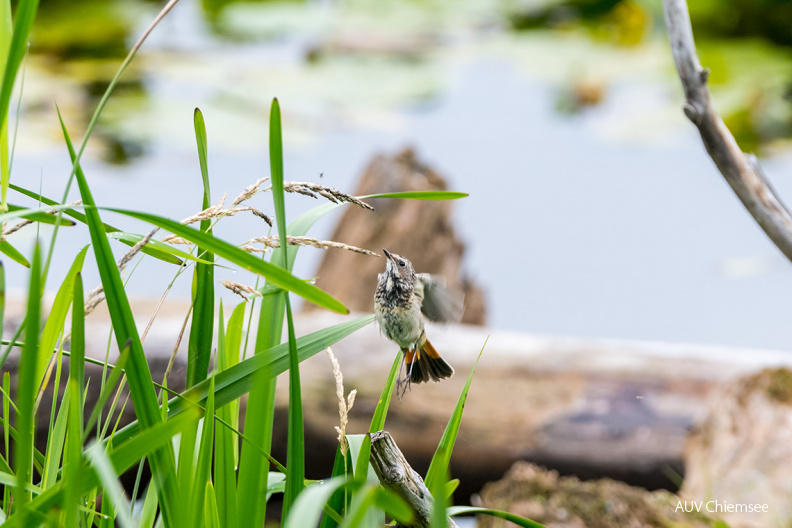 junges Blaukehlchen
Mit einem Klick! zur Fotogeschichte mit weiteren Bildern
Beobachtungsturm Hirschauer Bucht / 16. Juli 2021 / Foto: Thomas Alberer
AktNatBeo-210716-ta-04_HB_junges_Blaukehlchen_21-07-16..jpg