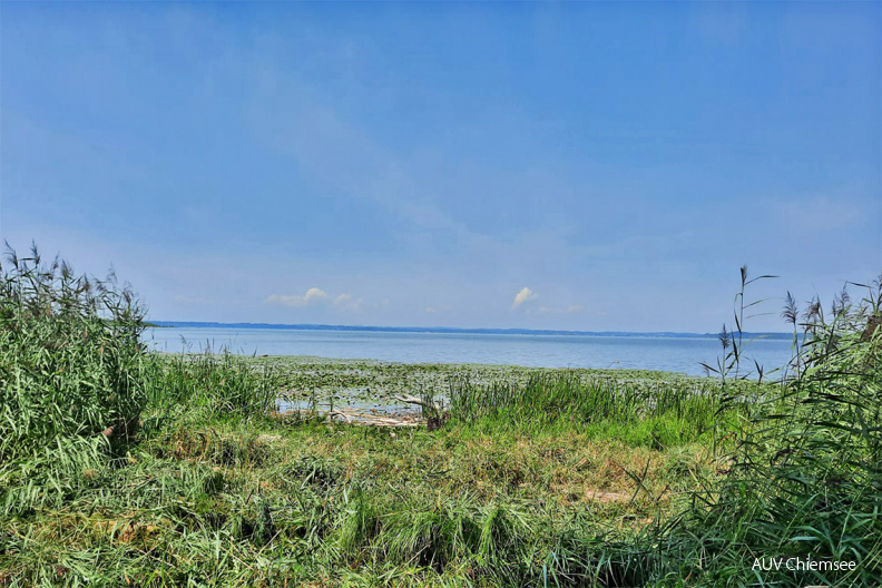 Freischnitt der Sichtachse am HB-Turm
Mit einem Klick! zur Fotogeschichte mit weiteren Bildern
Naturbeobachtungsturm Hirschauer Bucht / 13. August 2021 / Foto: Dirk Alfermann
AktNatBeo-210813-da-Freischnitt_Sichtachse_am_HB-Turm-46edb76-1140pix.jpg