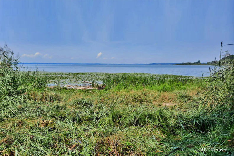 Freischnitt der Sichtachse am HB-Turm
Mit einem Klick! zur Fotogeschichte mit weiteren Bildern
Naturbeobachtungsturm Hirschauer Bucht / 13. August 2021 / Foto: Dirk Alfermann
AktNatBeo-210813-da-Freischnitt_Sichtachse_am_HB-Turm-78a7063-1140pix.jpg