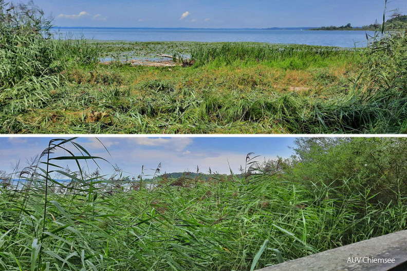 Monatsstartbild August 2021
Freischnitt Sichtachse am HB-Turm
Mit einem Klick! zur Fotogeschichte mit weiteren Bildern
Naturbeobachtungsturm Hirschauer Bucht / 13. August 2021 / Foto: Dirk Alfermann
AktNatBeo-210813-da-Freischnitt_Sichtachse_am_HB-Turm-1140pix.jpg