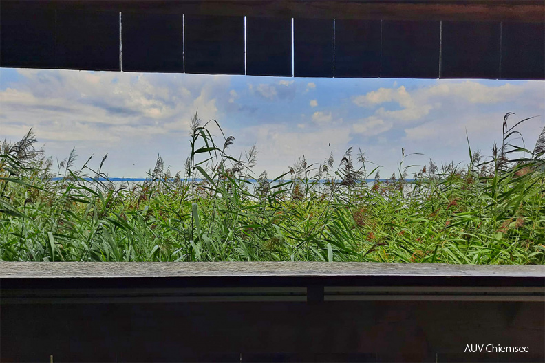 vor dem Freischnitt der Sichtachse am HB-Turm
Mit einem Klick! zur Fotogeschichte mit weiteren Bildern
Naturbeobachtungsturm Hirschauer Bucht / 13. August 2021 / Foto: Dirk Alfermann
AktNatBeo-210813-da-Freischnitt_Sichtachse_am_HB-Turm-vorher-b02dd09-1140pix.jpg