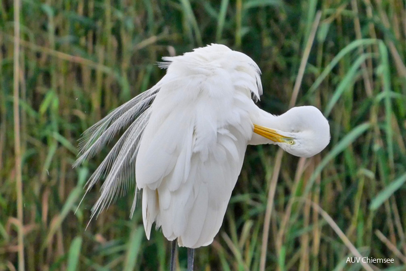 Silberreiher bei der Gefiederpflege
Mit einem Klick! zur Fotogeschichte mit weiteren Bildern
Schafwaschener Bucht / 20.08.2021 / Foto: Johannes Almer
AktNatBeo-210820-ja-3_Silberreiher-1140pix.jpg