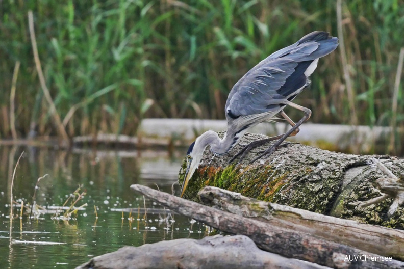 Graureiher
Mit einem Klick! zur Fotogeschichte mit weiteren Bildern
Schafwaschener Bucht / 20.08.2021 / Foto: Johannes Almer
AktNatBeo-210820-ja-1_Graureiher-1140pix.jpg