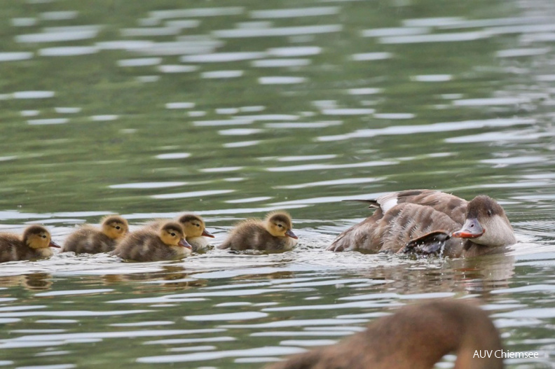 Kolbenente mit Nachwuchs
Mit einem Klick! zur Fotogeschichte mit weiteren Bildern
Schafwaschener Bucht / 20.08.2021 / Foto: Johannes Almer
AktNatBeo-210820-ja-4_Kolbenente-1140pix.jpg