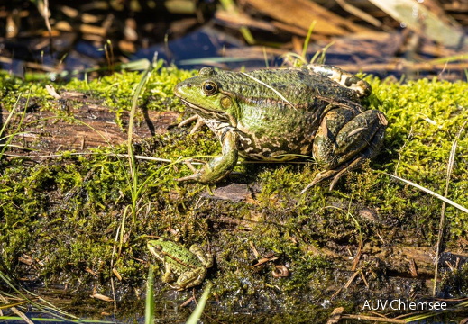 Seefrosch