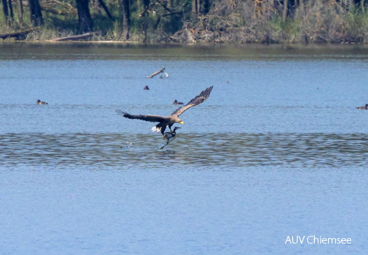 Seeadler erbeutet Haubentaucher