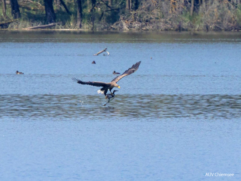 Seeadler erbeutet Haubentaucher