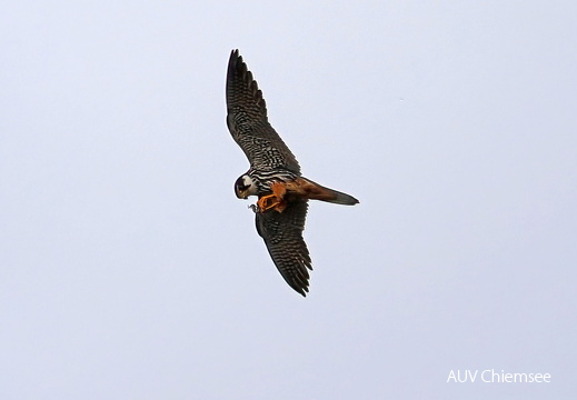 Baumfalke mit Beute