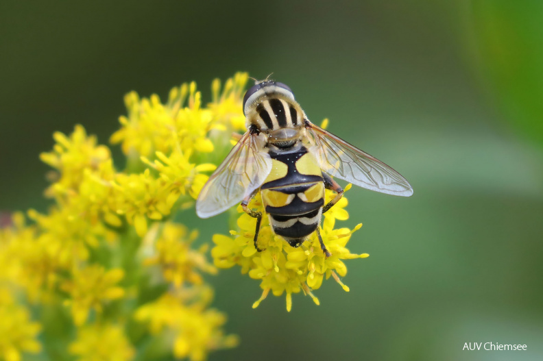 Große Sumpfschwebfliege (Helophilus trivittatus)
Mit einem Klick! zur Fotogeschichte mit weiteren Bildern
Rimstinger Strandbad / 17. September 2021 / Foto: Hans Wolf
AktNatBeo-210917-hw-41_Große_Sumpfschwebfliege_(Helophilus_trivittatus)_Strandbad_Rimisting_8C3A3751.jpg