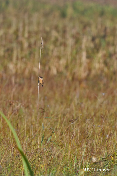 Schwarzkehlchen
Mit einem Klick! zur Fotogeschichte mit weiteren Bildern
Irschener Winkel / 18.09.2021 / Foto: Johannes Almer
AktNatBeo-210918-ja-08_Schwarzkehlchen.jpg