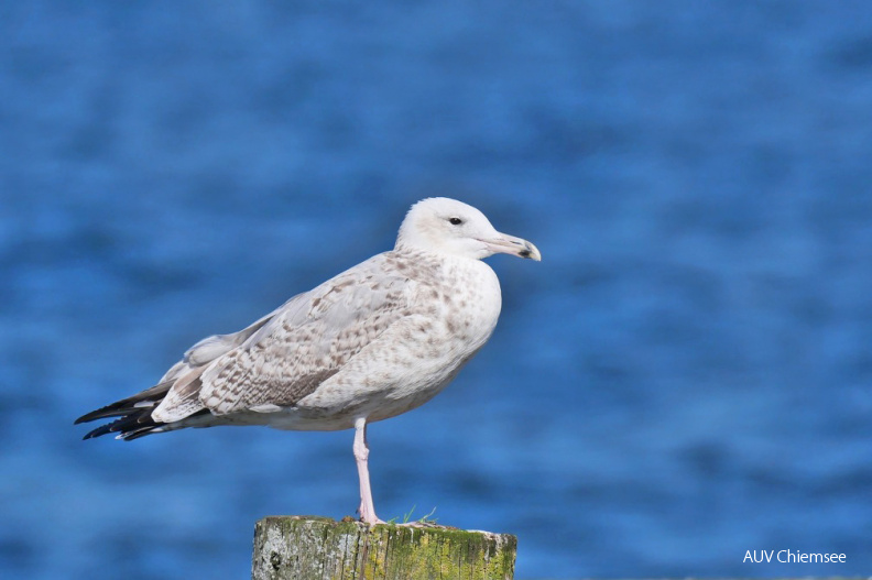 Steppenmöwe
Mit einem Klick! zur Fotogeschichte mit weiteren Bildern
Irschener Winkel / 18.09.2021 / Foto: Johannes Almer
AktNatBeo-210918-ja-10_Steppenmoewe.jpg