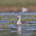 Juveniler Haubentaucher