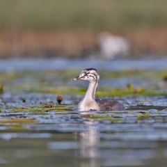 Juveniler Haubentaucher