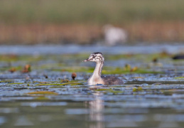 Juveniler Haubentaucher