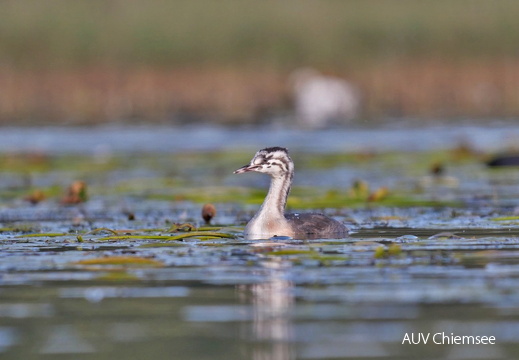 Juveniler Haubentaucher