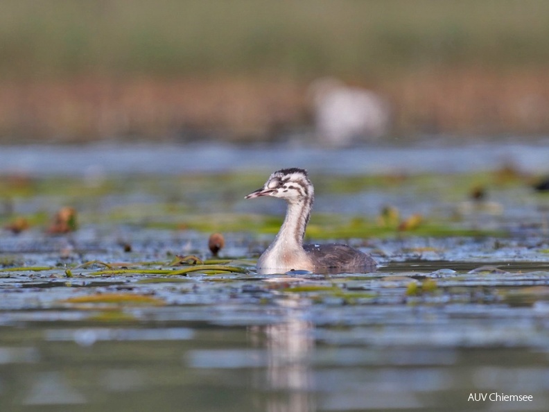 Juveniler Haubentaucher