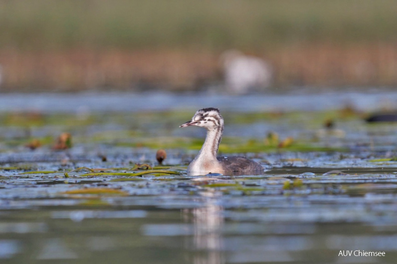 Juveniler Haubentaucher
Mit einem Klick! zur Fotogeschichte mit weiteren Bildern
Irschener Winkel / 18.09.2021 / Foto: Johannes Almer
AktNatBeo-210918-ja-04_Juveniler_Haubentaucher-1140pix.jpg