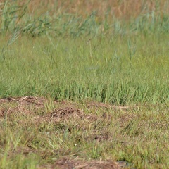 Bekassinen-Suchbild