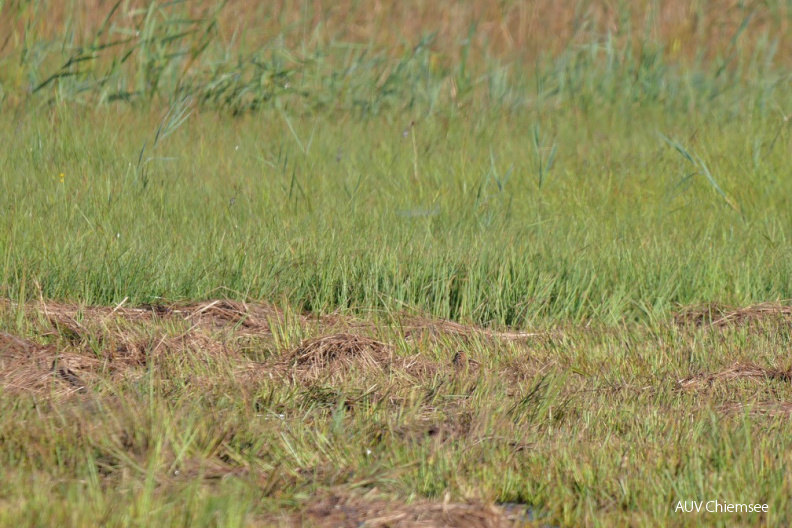 Zwei Bekassinen - Suchbild
Mit einem Klick! zur Fotogeschichte mit weiteren Bildern
Irschener Winkel / 18.09.2021 / Foto: Johannes Almer
AktNatBeo-210918-ja-09_Bekassinen-Suchbild.jpg