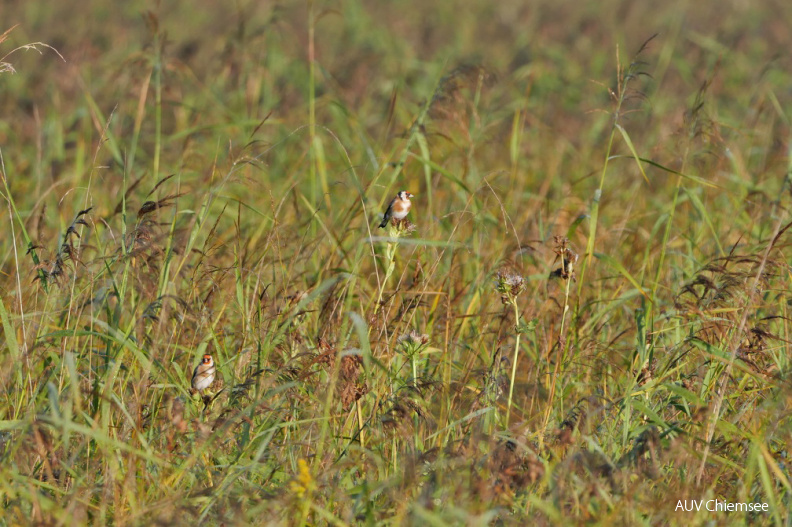 AktNatBeo-210918-ja-06_Stieglitz.jpg