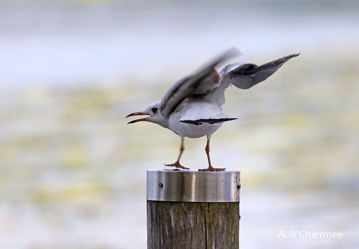 Lachmöwe