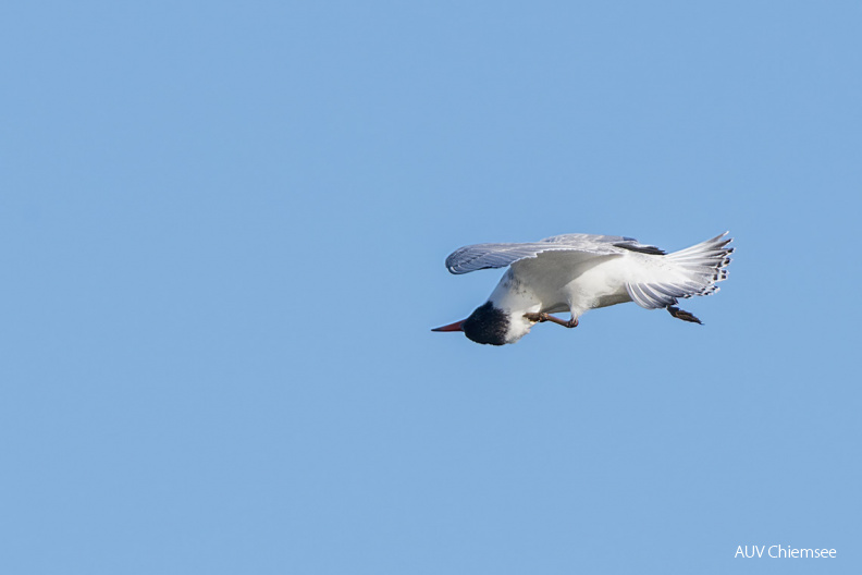 AktNatBeo-210918-ta-02_HB_Raubseeschwalbe_18-09-21.jpg