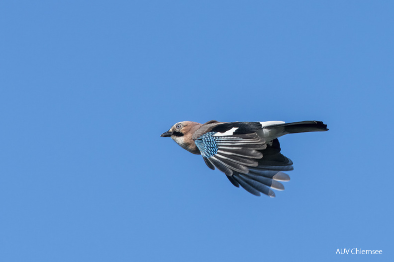 AktNatBeo-210918-ta-01_HB_Eichelhaeher_18-09-21.jpg