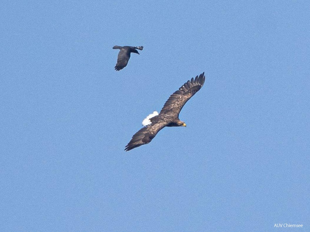 Seeadler und Rabenkrähe