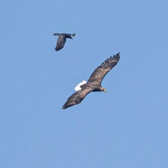 Seeadler und Rabenkrähe