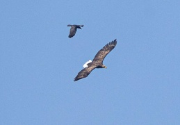 Seeadler und Rabenkrähe