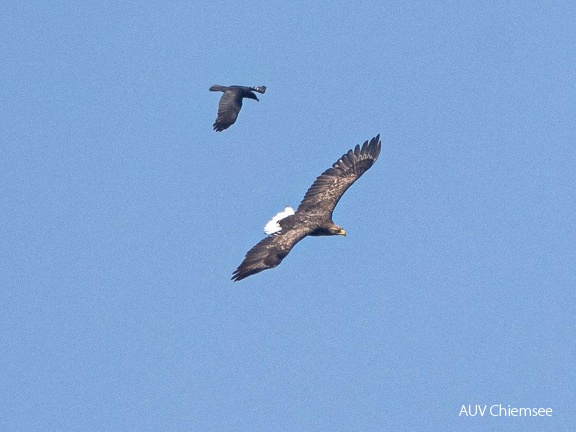 Seeadler und Rabenkrähe