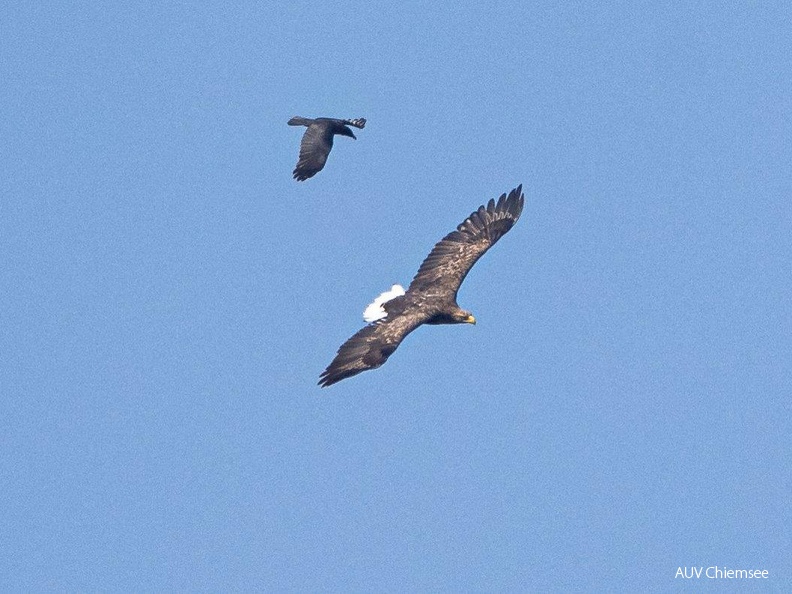 Seeadler und Rabenkrähe