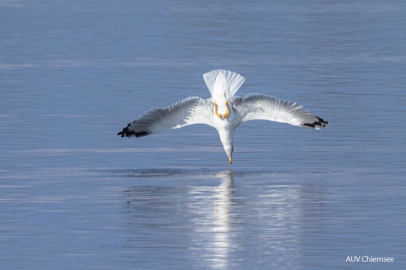 jagende Großmöwe - adult
Mit einem Klick! zur Fotogeschichte mit weiteren Bildern
Beobachtungsturm Hirschauer Bucht / 28.09.2021 / Foto: Andreas Hartl
AktNatBeo-210928-ah-14-jagende_Grossmoewe_adult_HB.jpg